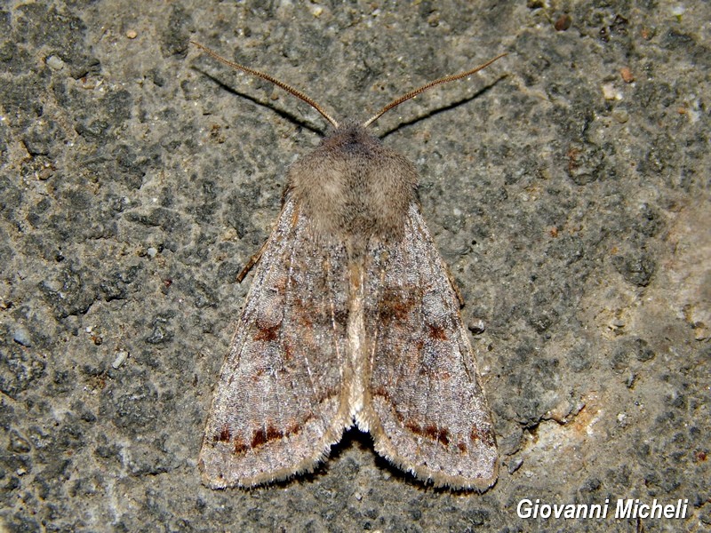 Noctuidae da ID - Orthosia (Orthosia) incerta